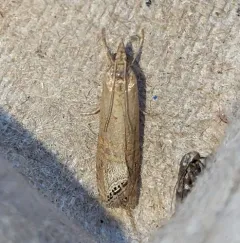 California Grass-veneer Moth thumbnail 1