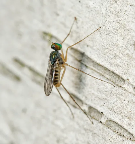 Dactylomyia lateralis