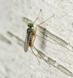 Dactylomyia lateralis thumbnail 1