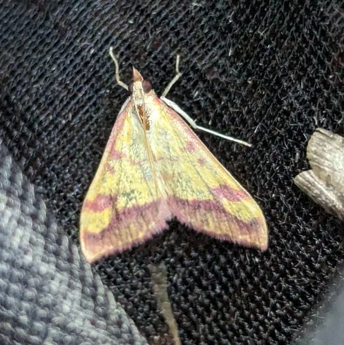 Pyrausta perrubralis