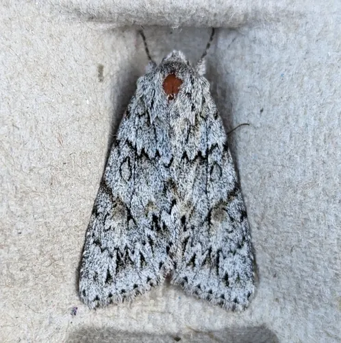 Andropolia aedon