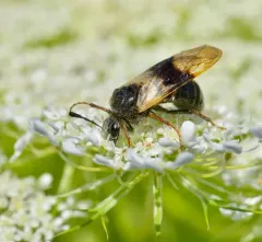 Blotch-winged Honeysuckle Sawfly thumbnail 2