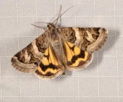 Drasteria howlandii thumbnail 1