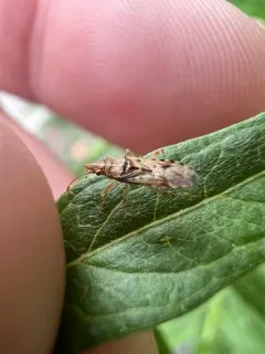 Sycamore Seed Bug thumbnail 4