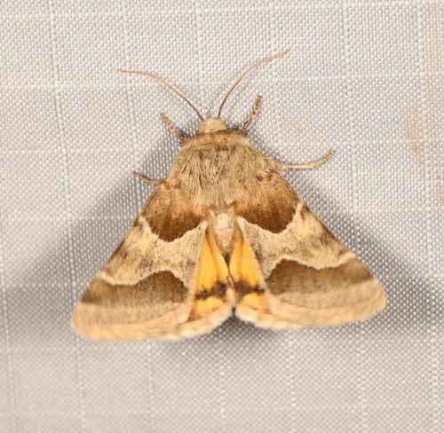 Jaguar Flower Moth