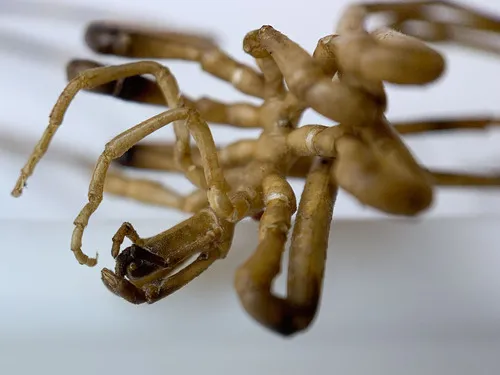 Nymphon serratum