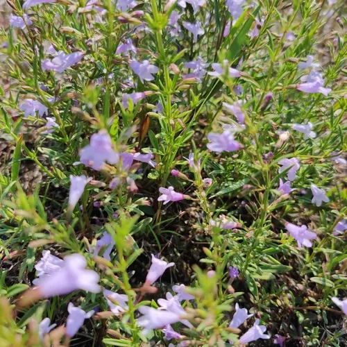 low calamint