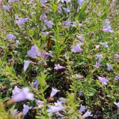 low calamint thumbnail 1