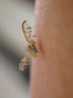 Paraterellia varipennis thumbnail 2