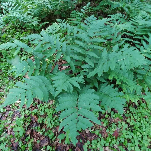 Goldie's wood fern