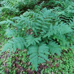 Goldie's wood fern thumbnail 1