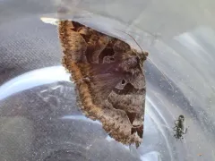Euclidia ardita thumbnail 3