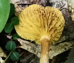 Golden Gilled Bolete thumbnail 2