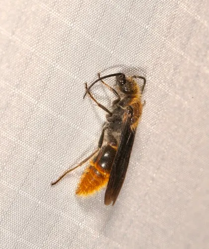 Sphaeropthalma marpesia