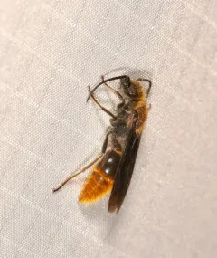 Sphaeropthalma marpesia thumbnail 1