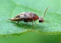 Mordellistena masoni thumbnail 2