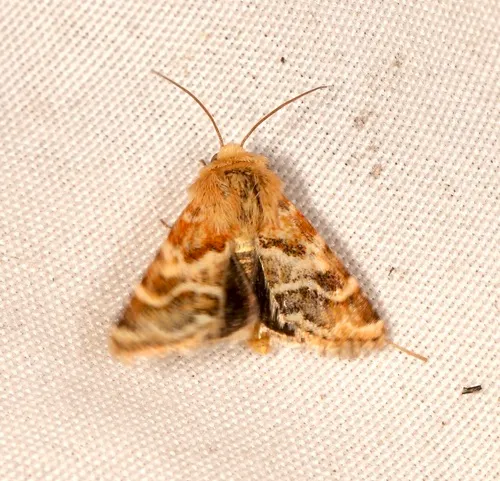 Schinia errans