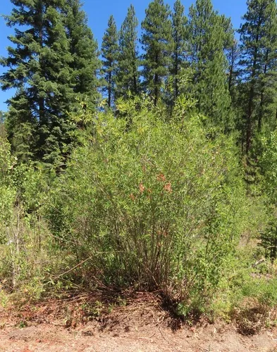 One-color Willow