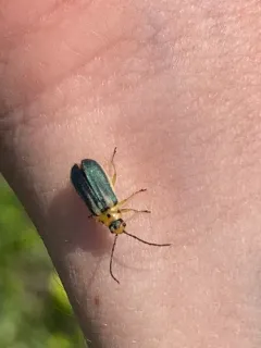 Trirhabda attenuata thumbnail 2