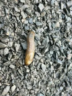 Northern Dusky Slug thumbnail 1
