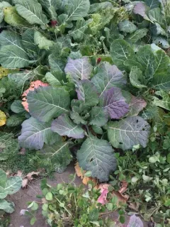 cabbage, broccoli, and allies thumbnail 2