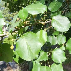 St Lucie Cherry thumbnail 2