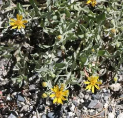 Heterotheca depressa thumbnail 3