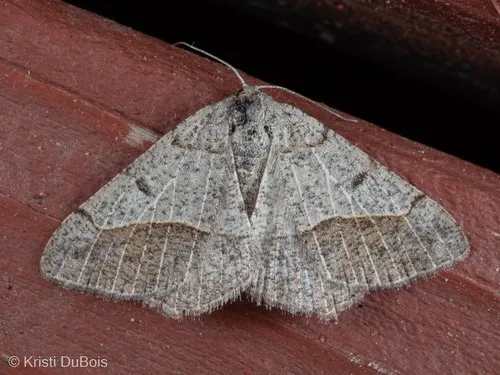 Pale-lined Angle
