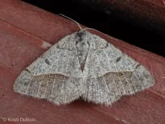 Pale-lined Angle thumbnail 1