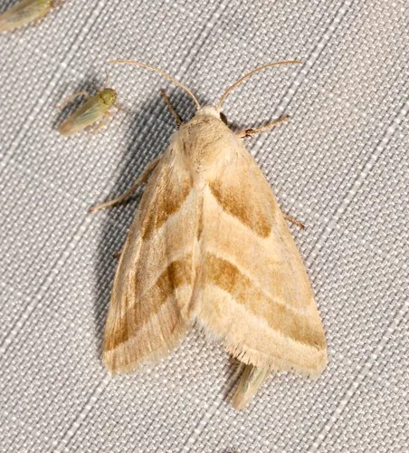 Schinia grandimedia