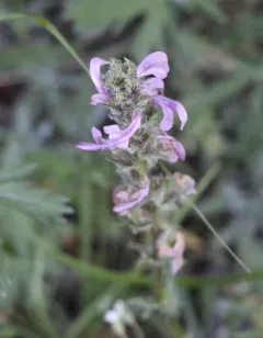 Parry's lousewort thumbnail 3