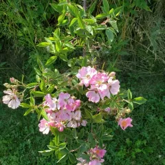 climbing prairie rose thumbnail 1