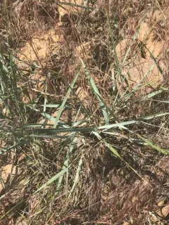 Creeping wild rye thumbnail 4