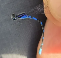 Little Bluet thumbnail 1