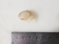 Stegocephalus inflatus thumbnail 3