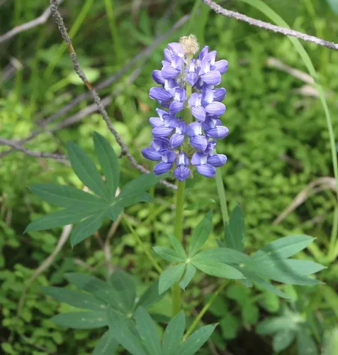 Burke's Lupine