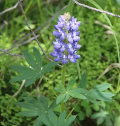 Burke's Lupine thumbnail 1