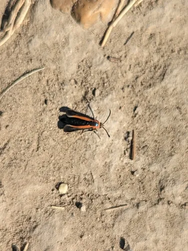Carmenta mariona
