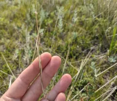 Western Porcupine Grass thumbnail 4