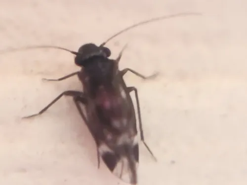 Atropsocus atratus