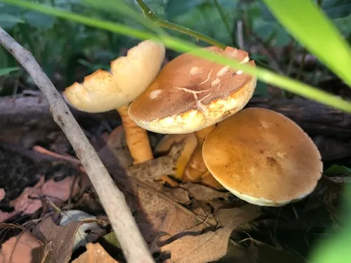 Gyroporus smithii