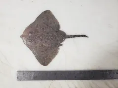 Boreal Skate thumbnail 2