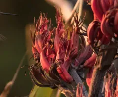 New Zealand flax thumbnail 4