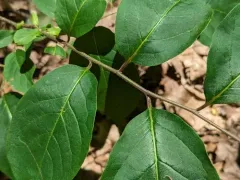 American persimmon thumbnail 3
