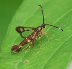 Ironweed Clearwing Moth thumbnail 3