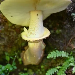 Western Yellow-veiled Amanita thumbnail 2