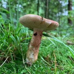 Xanthoconium purpureum thumbnail 4
