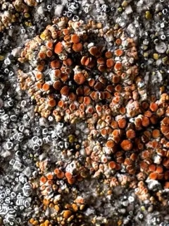 tiny firedot lichen thumbnail 3