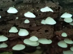 Crepidotus stipitatus thumbnail 4
