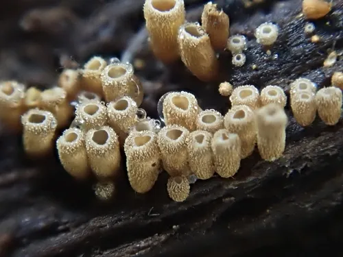 Phaeosolenia densa